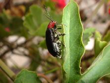 Escarabajo de cabeza y tórax rojo predador del mburucuyá (<i>Passiflora coerulea</i>).<br>Foto: Gastón